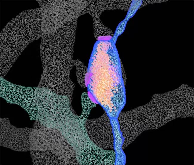 A computer-generated 3D image of orange and purple strands forming a rectangular prism around a synapse. 