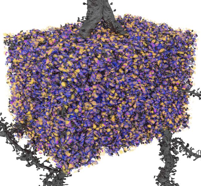 A computer-generated image showing bright orange and purple activity around a bouton, which is highlighted in blue.