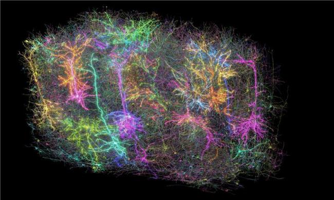 colorful image of a small group of brain cells in the mouse brain.