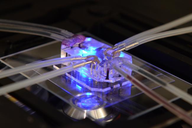 Lung on a Chip