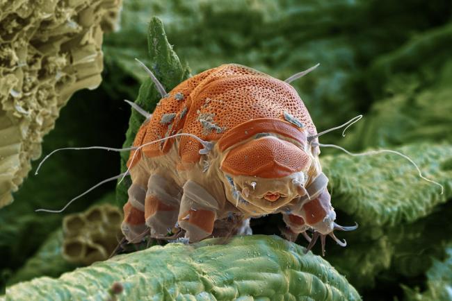 High-resolution image of a tardigrade, or water bear.