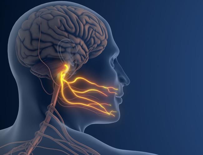 3D illustration of nerves in cheek.