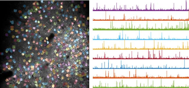Sample field of neurons recorded during behavior and activity graphs from selected neurons