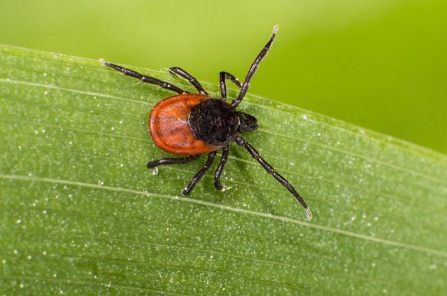 Photo of a tick on a leaf