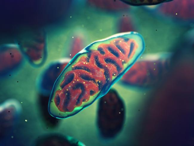 Illustration of a capsule-shaped mitochondrion with a folded structure inside.