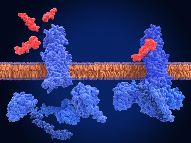 Illustration of GLP-1 receptor.