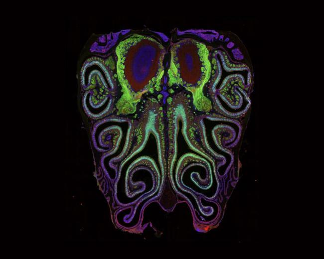 Smell neurons in a mouse nose.