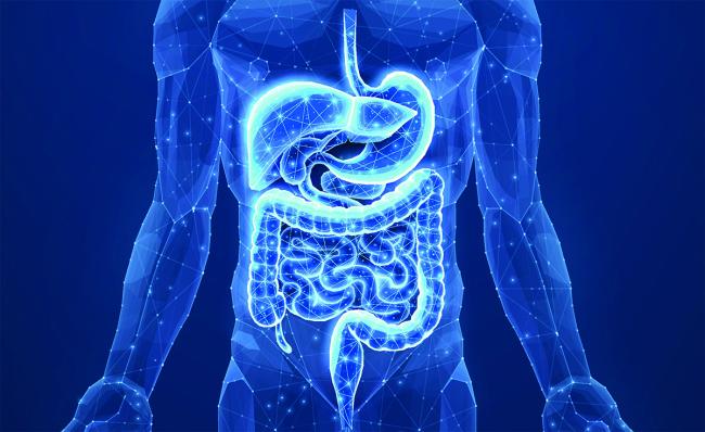 Pesquisadores do NIH identificam células reguladoras que protegem contra doenças inflamatórias intestinais