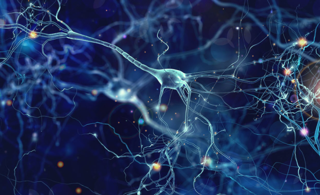 An illustration of neurons