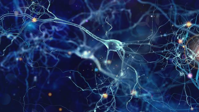 Researchers discover single-cell brain activity that underlies human speech