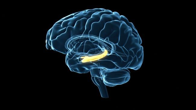 A imunidade cerebral pode passar por uma grande revisão na meia-idade