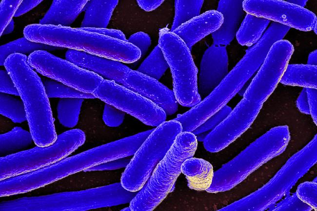 e.coli