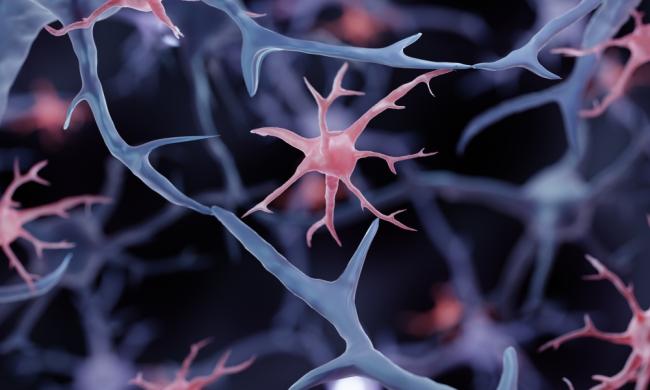 3D illustration of microglia and neurons.