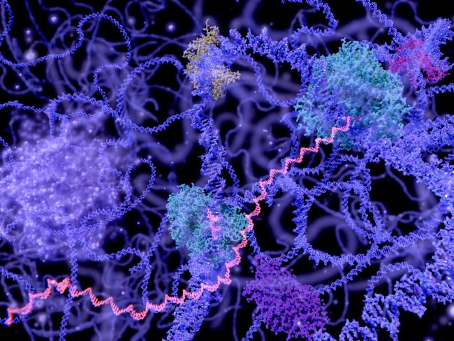 Multi-colored illustration of DNA in the nucleus of a cell.