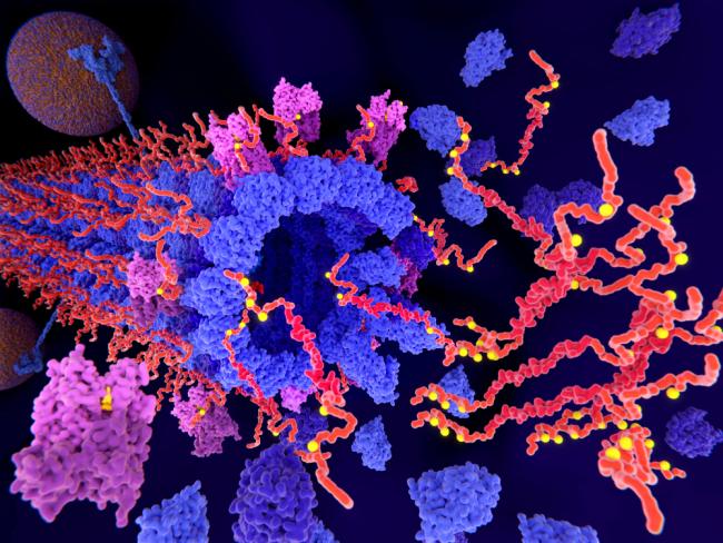 A disintegrating cell structure lined with tau proteins that become hyperphosphorylated and form tangles.