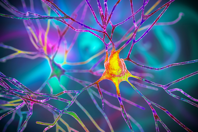 Neuron cell body with dendrites.