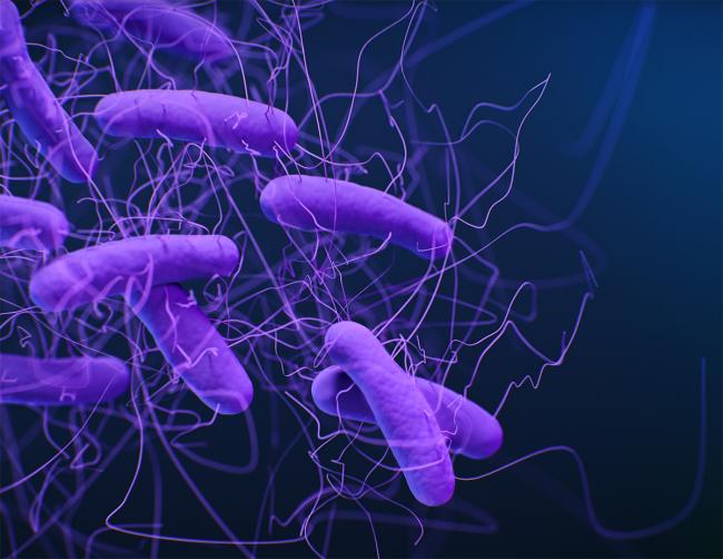 Medical illustration of Clostridioides difficile bacteria
