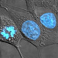 HeLa cells.