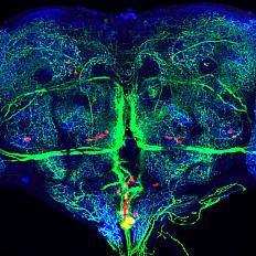 Brain circuits of a fruit fly.