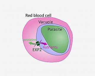 Researchers at NIH have determined that the protein EXP2 forms a channel in the vacuole membrane, which allows for passage of proteins and cellular nutrients to supply the parasite.