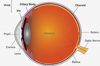 Diagram showing parts of the eye.