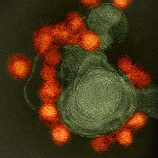 Zika Virus