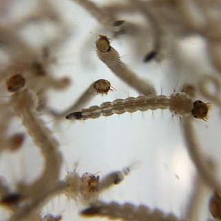 Aedes Aegypti Mosquito Larvae