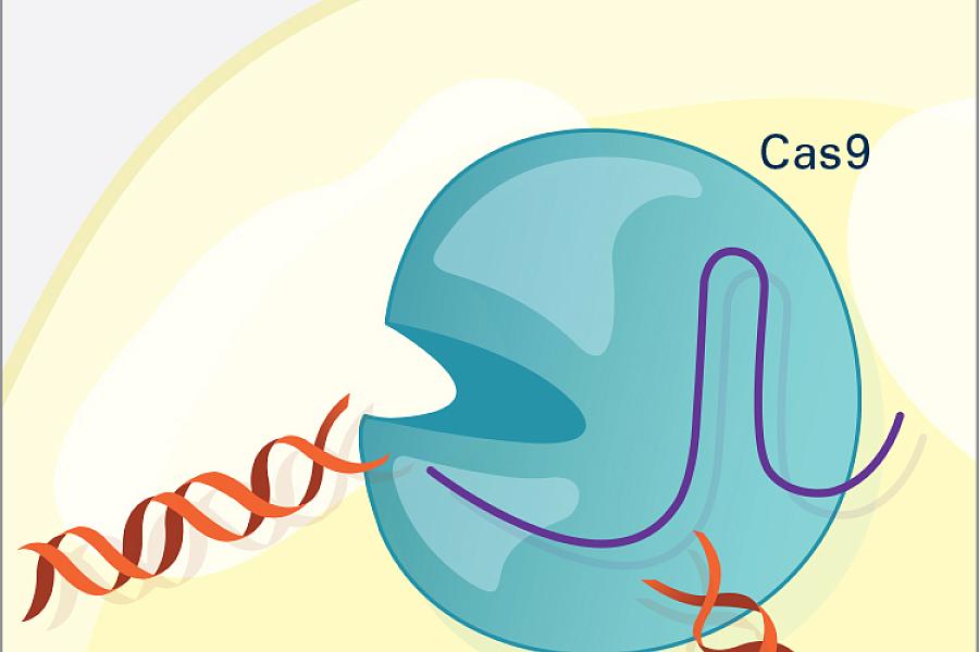 The Cas9 enzyme cuts both strands of the DNA