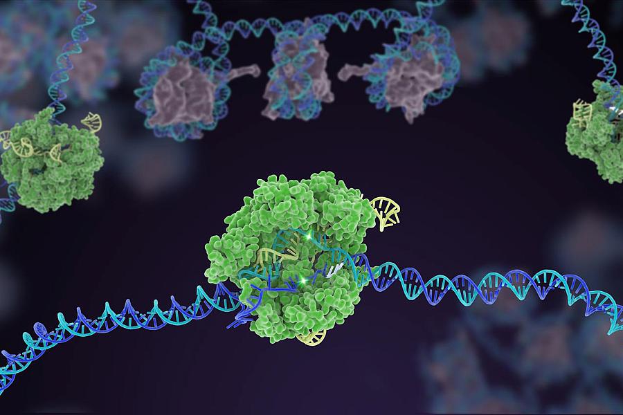 Cas9 protein involved in the CRISPR gene-editing technology