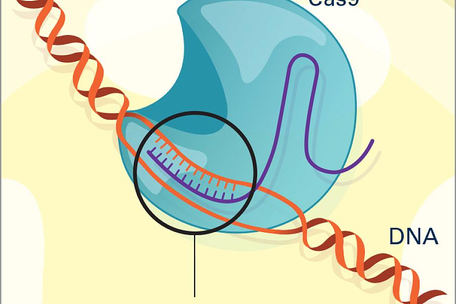 The CRISPR seeking device recognizes and binds to the target DNA