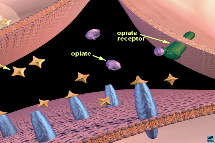 Opiates binding to opiate receptors in the nucleus accumbens: increased dopamine release. 