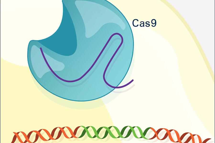 Researchers can insert into the cell new sections of DNA