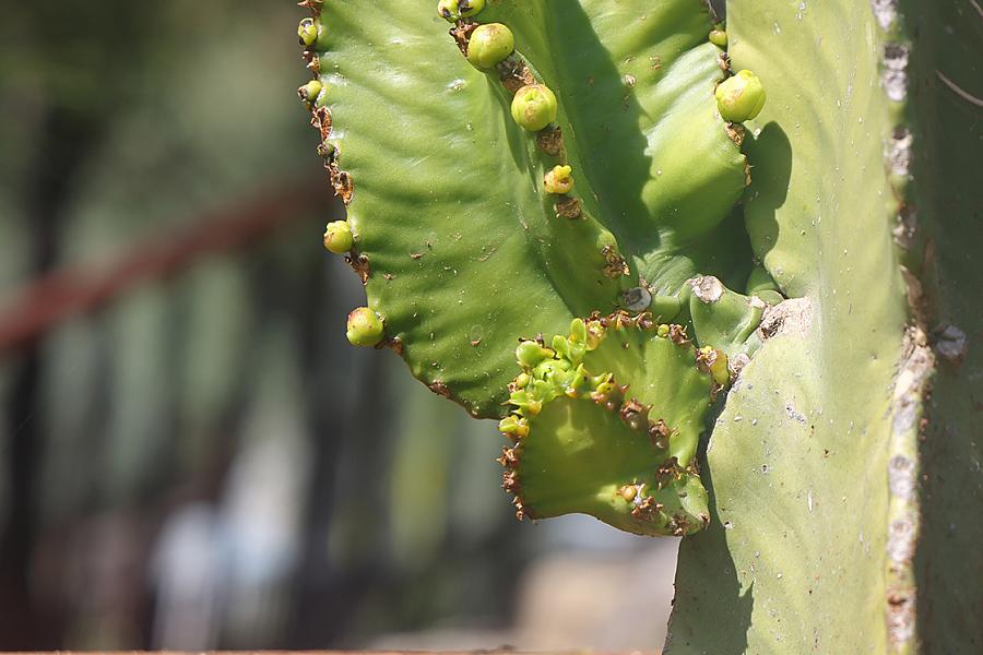 Image of Euphorbia resinifera, a green, wrinkly, cactus-like plant from North Africa.