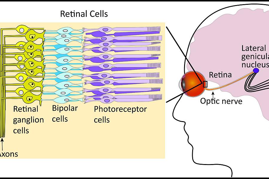Illustration shows how visual processing moves from outside stimuli through the eye and to the brain.