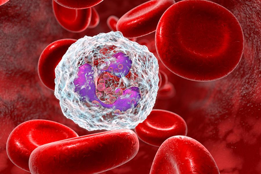 3D illustration of a neutrophil surrounded by red blood cells. 