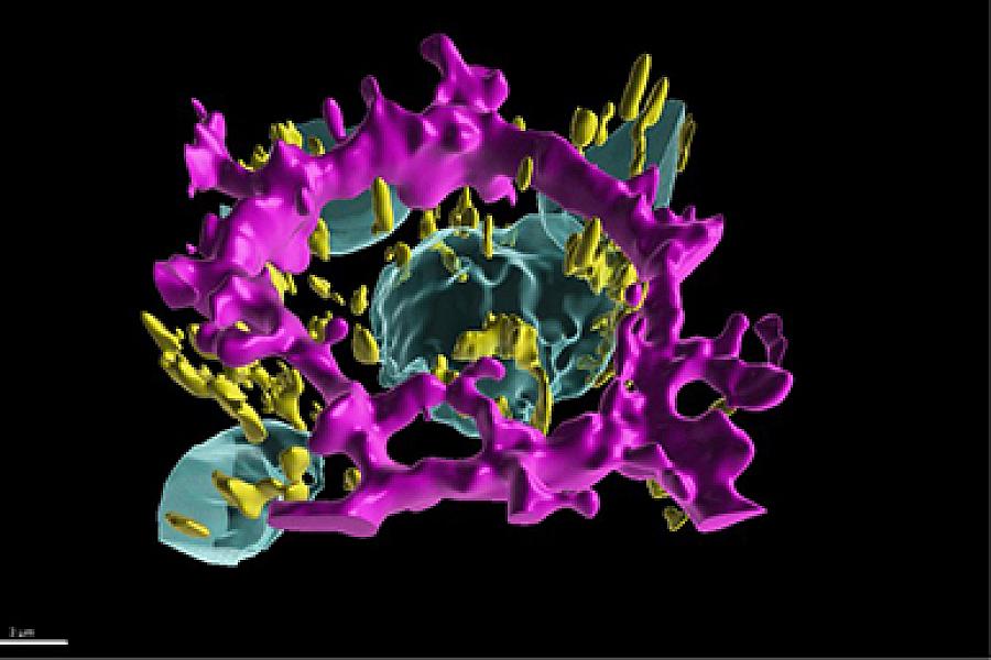 : A digital 3D image showing a polarized iRPE cell. It is very colorful with the cell border in magenta, the nuclei in cyan and the mitochondria in yellow.