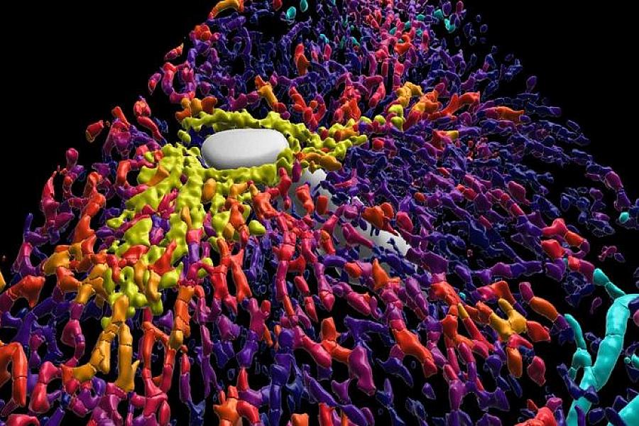 Close-up of a reconstructed human liver lobule in 3D.