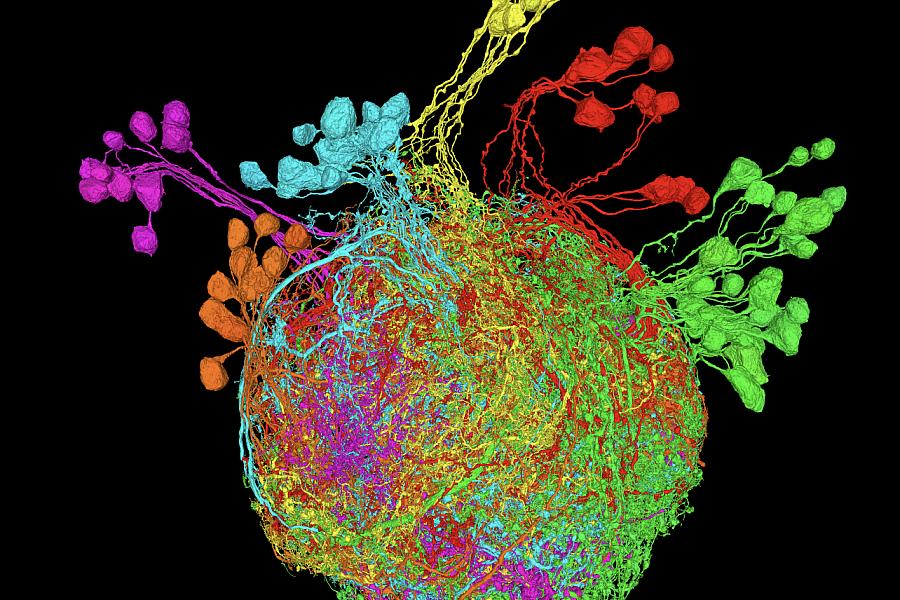 Premotor Neurons Controlling the Fruit Fly Leg. Second Place Photo Winner 2023. Reconstruction of premotor neurons from a serial-section electron microscopy dataset of the Drosophila Female Adult Nerve Cord.