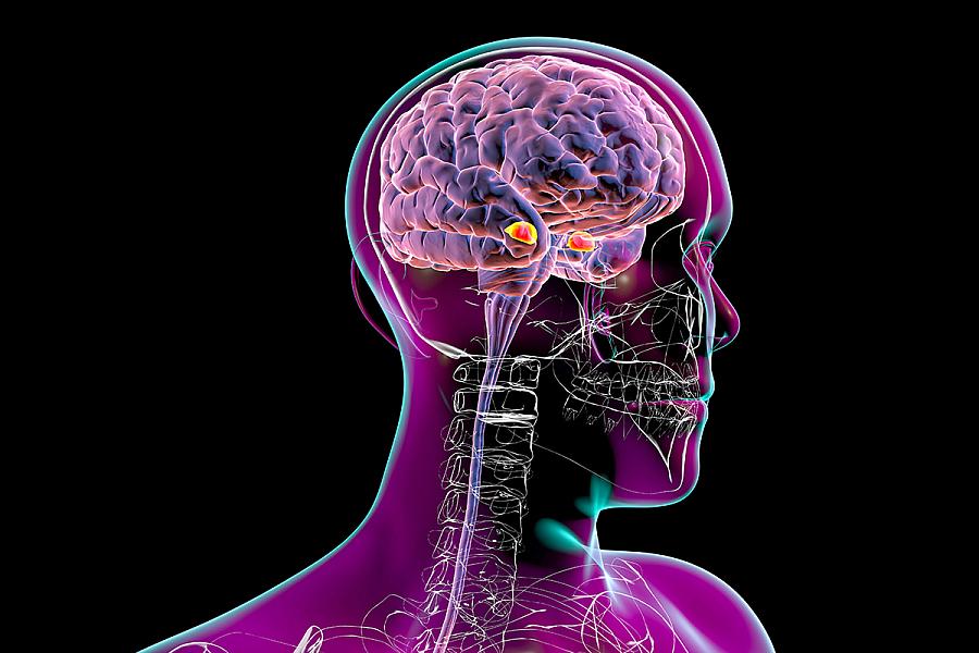 Amygdala, also known as corpus amygdaloideum, in the brain