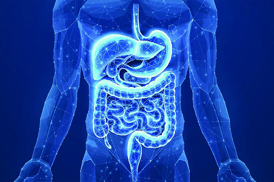 Abstract wireframe intestinal human digestive system. Gut health, bowel disease, gastrointestinal tract. 