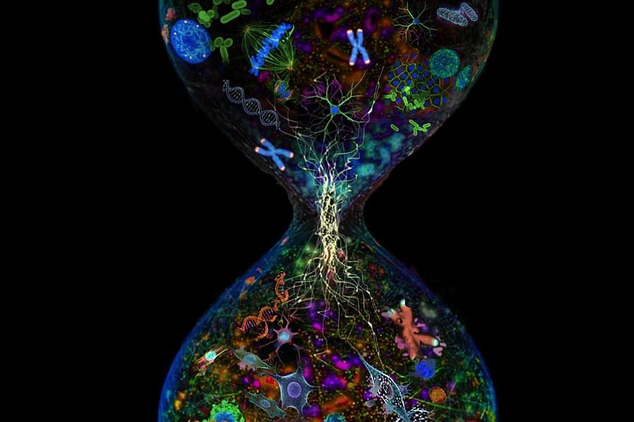 Illustration of an hourglass with different types of cells passing through.