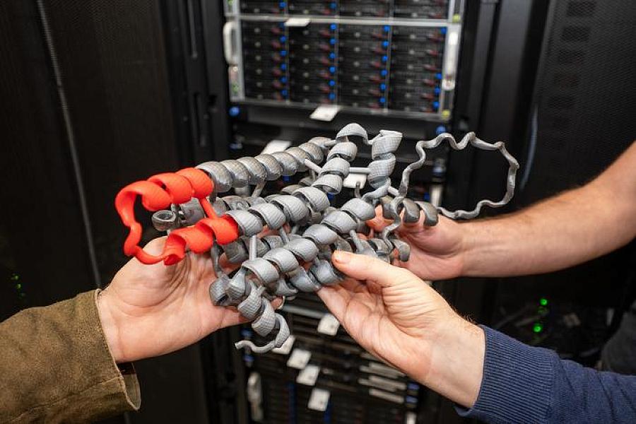 Researchers hold a 3D model of a peptide.