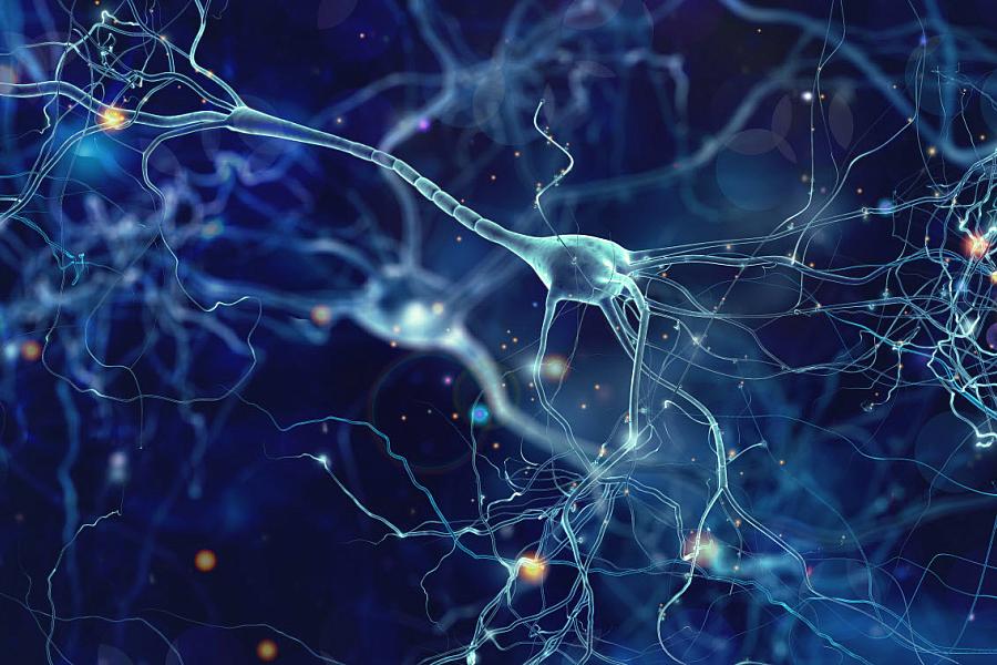 An illustration of neurons