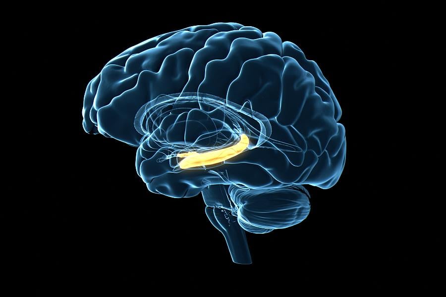 Illustration of the human brain with the hippocampus highlighted 