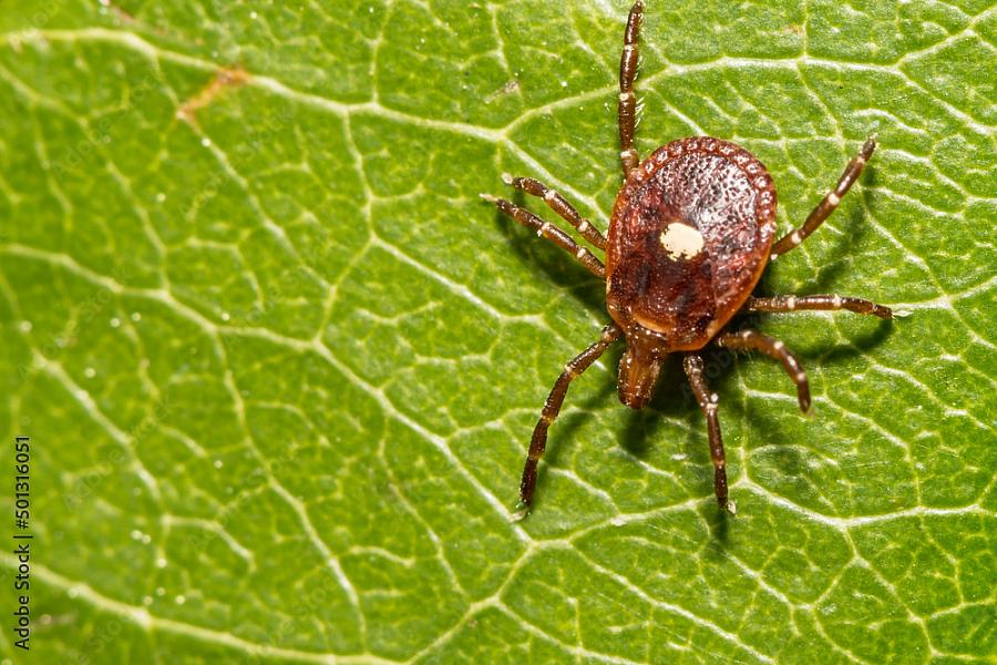 Photo of a lone star tick on a leaf. 