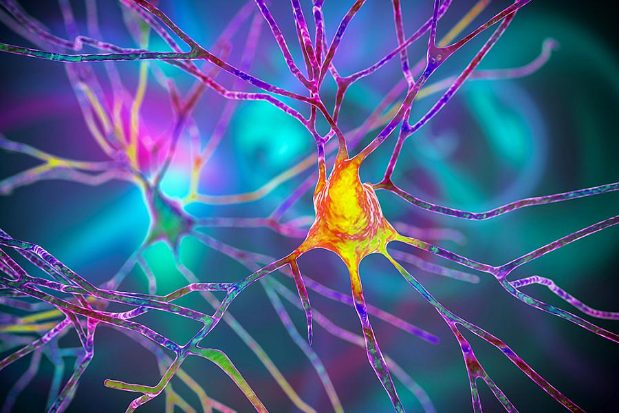 Neuron cell body with dendrites.
