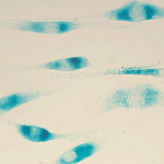 Image of cells.