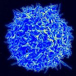 Image of a healthy human T-cell 