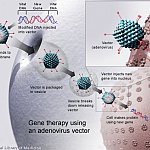 A new gene is injected into an adenovirus vector