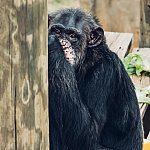 Charity, an NIH-owned chimpanzee at Chimp Haven, enjoys a quiet moment.  